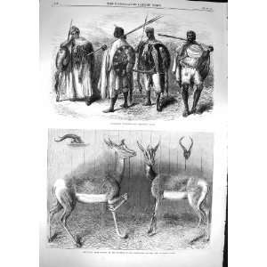    1867 Abyssinian Warrior Antelopes Soudan Zoological