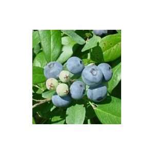  Vernon Blueberry Seed Pack Patio, Lawn & Garden