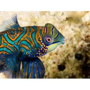 Closeup of Male Mandarinfish, Malapascua Island, Philippines Premium 