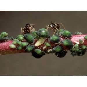  Aphids with Ants on Stem of Cobaea Scandens September 