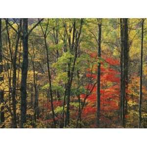  Autumn forest near Peaks of Otter, Blue Ridge Parkway, Appalachian 