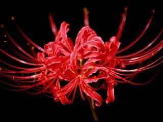 12 RED SPIDER LILY flower bulbs, Heirloom, Hardy  