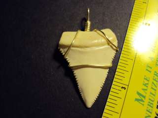 AWESOME 1 9/16 UPPER ANTERIOR MODERN GREAT WHITE SHARK TEETH TOOTH 