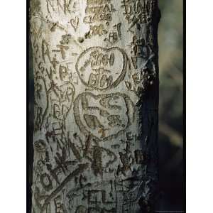  Vandalized Tree Trunk with Carved Initials in It Stretched 