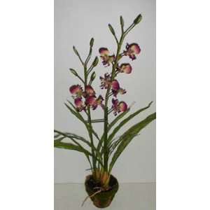  33 Double Potted Vanda Orchid (magenta)