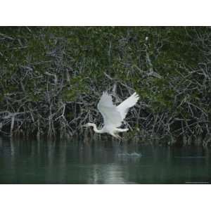 Great Blue Heron (Ardea Herodias) Stalks Prey in a Mangrove Swamp 