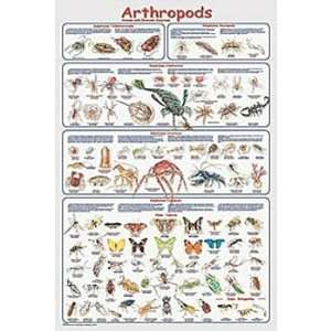 Arthropods Poster  Industrial & Scientific