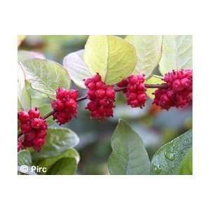  1 Coralberry Indian currant 18  2 potted 1 2 branches 