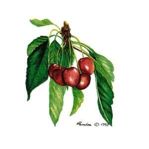  Cherries Poster Print