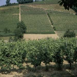  Vine Trees Growing in a Vineyard, Asti, Italy Photographic 