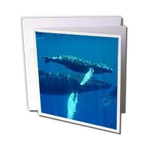 Kike Calvo Whales n Dolphins   North Atlantic Humpback 