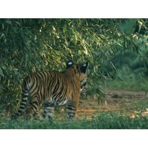  A Tiger Cub Looks Out onto a Forest Clearing Premium 