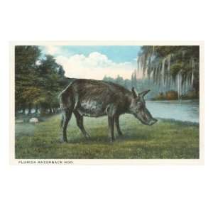 Razorback Hog, Florida Premium Giclee Poster Print, 18x24