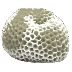  Brain Coral   Natural