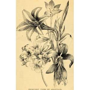  1891 Print Prominent Types of Amaryllis Flowers Floral 