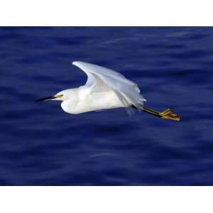  A Snowy White Egret Flies Above the Morro Bay Estuary 