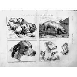 1873 Landseer Animals Cow Bull Hog Boar Pointer Dog