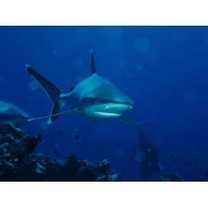  A Pair of Whitetip Reef Sharks Cruise a Reef Near a Diver 