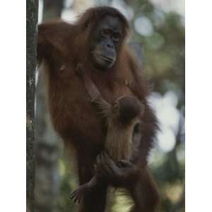  A Former Captive Orangutan and Her Baby, Which was Born in 