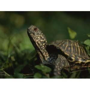  An Ornate Box Turtle Surveys the Surrounding Landscape 