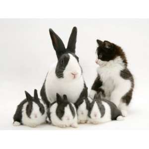  Blue Dutch Rabbit and Four 3 Week Babies and Black And 