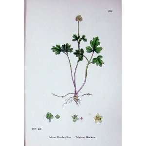  Botany Plants C1902 Tuberous Moschatel Adoxa Colour