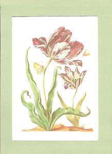 BOTANICAL REPRODUCTION Maria Sibylla Merian Tulips  