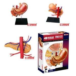  4D Stomach and Organs Anatomy Puzzle Toys & Games