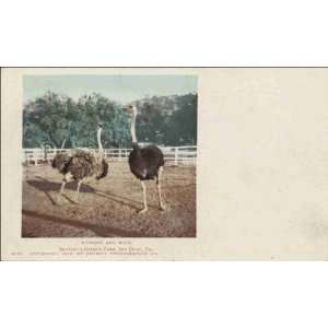     Husband and Wife. Bentleys Ostrich Farm 1900 1909