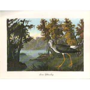 Lesser Yellow Legs Bird(8 1/2 by 11 1/2 Color Print 