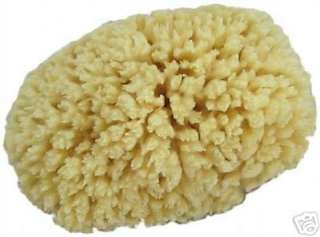 THE NATURAL SEA SPONGE STORE  Store About My Store 