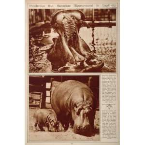  1923 Hippopotamus Black Grouper Sting Ray N. L. Linsley 