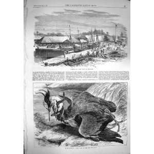    1869 Ships Dock Singapore Fight Heron Bird Eel