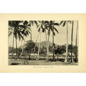  1904 Print Samoa Village Cocoanut Palm Trees Samoan 