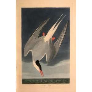   Made Oil Reproduction   Robert Havell   32 x 48 inches   Arctic Tern