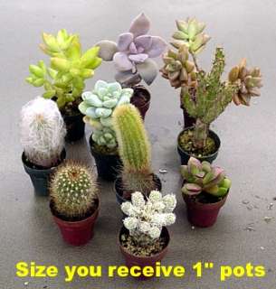 Instant Cactus/Succulent Collection   10 Plants   1 pots  