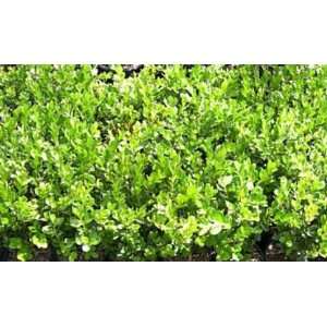   Boxwood Buxus Wintergreen 1 Tray   60 plants Patio, Lawn & Garden