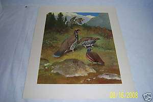 1944 Pigeon Quail Print LYNN BOGUE HUNT Field & Stream  