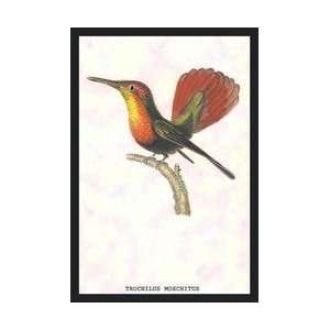  Hummingbird Trochilus Moschitus 12x18 Giclee on canvas 