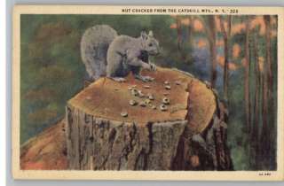 Linen Postcard~Nut CrackerSquirrel~Catskills~New York  
