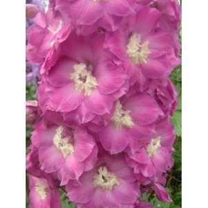  Butterball Flower Delphinium Seed Pack Patio, Lawn 