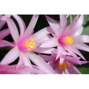  Pink Sunrise Cactus Close Up Flower Photograph 
