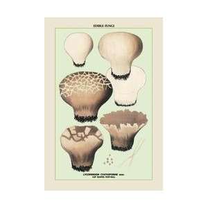  Edible Fungi Cup Shaped Puff Ball 12x18 Giclee on canvas 