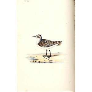  Little Stint Meyer H/C Birds 1842 50