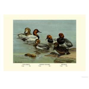  Canvas Back, Common Pochard and Red Head Ducks Giclee 