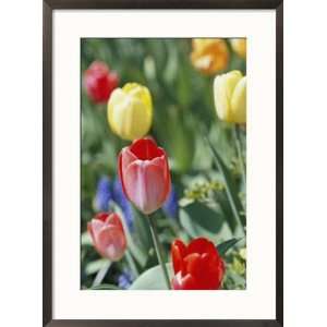  Spring flowers, tulips, late April, Massachusetts Framed 