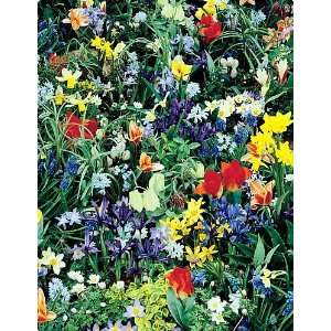   Wildflower Collection   15 Bulbs   Spring Blooms Patio, Lawn & Garden