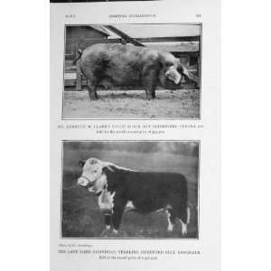    1918 Eastern Duchess Gloster Sow Pig Hereford Bull