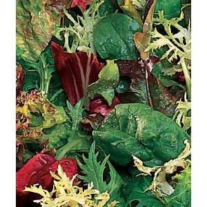  Mesclun, Early Mix 1 Pkt. (1500 seeds) Patio, Lawn 