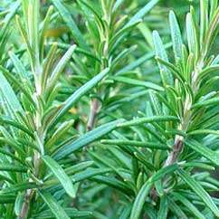   considered rosemary sacred in the middle ages it was used to ward